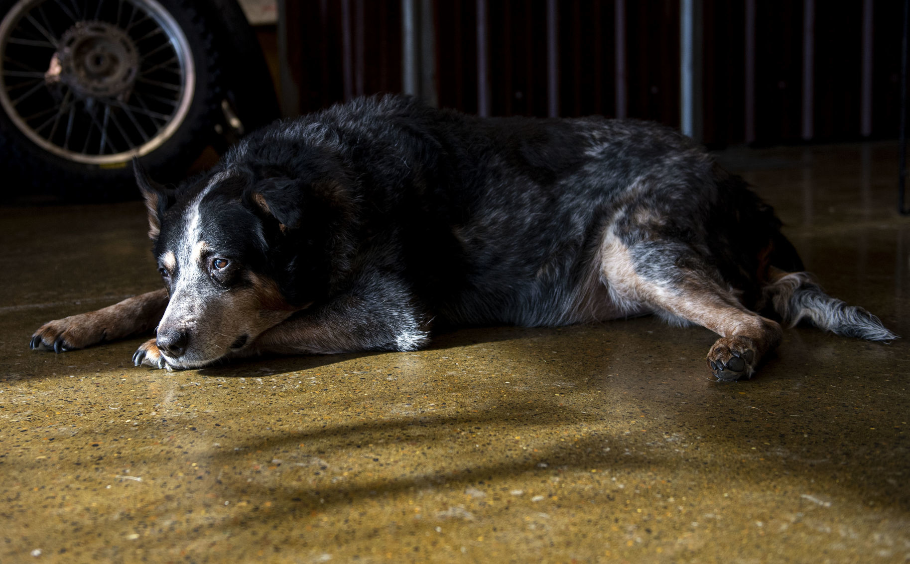 Shop dog